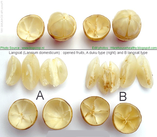 Warehousehealthy.blogspot.com: Did you know Langsat fruit ...