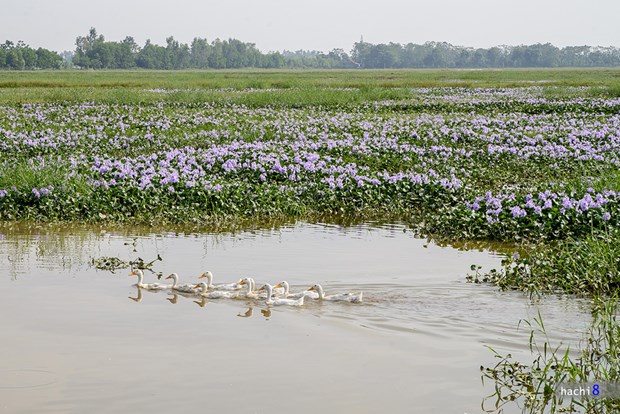 [Image: ngam-tham-hoa-luc-binh-tren-dong-que-7.jpg]