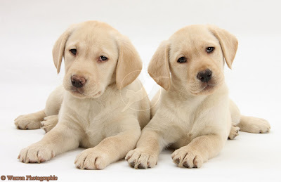 Yellow-Labrador-Retriever-puppies-9-weeks-old-white-background