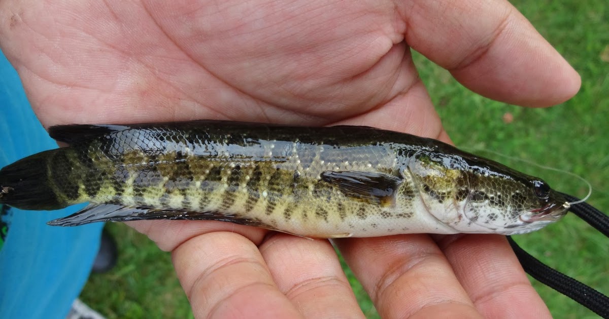 snakehead fish tennessee