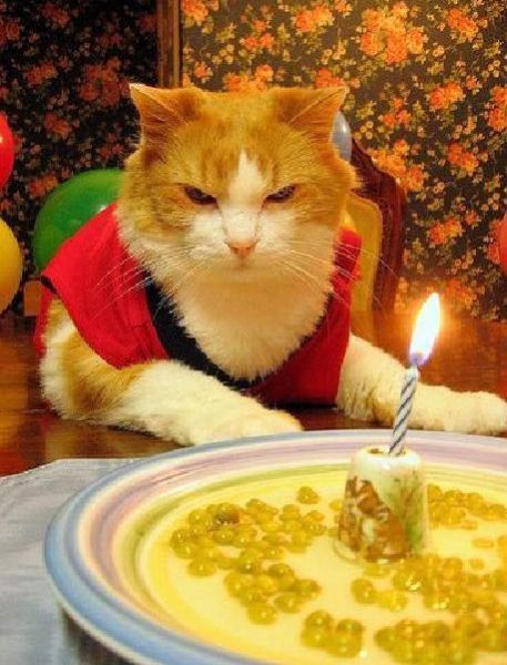 ஹெப்பி பேத்டே பூனை Cat_birthday_parties_15