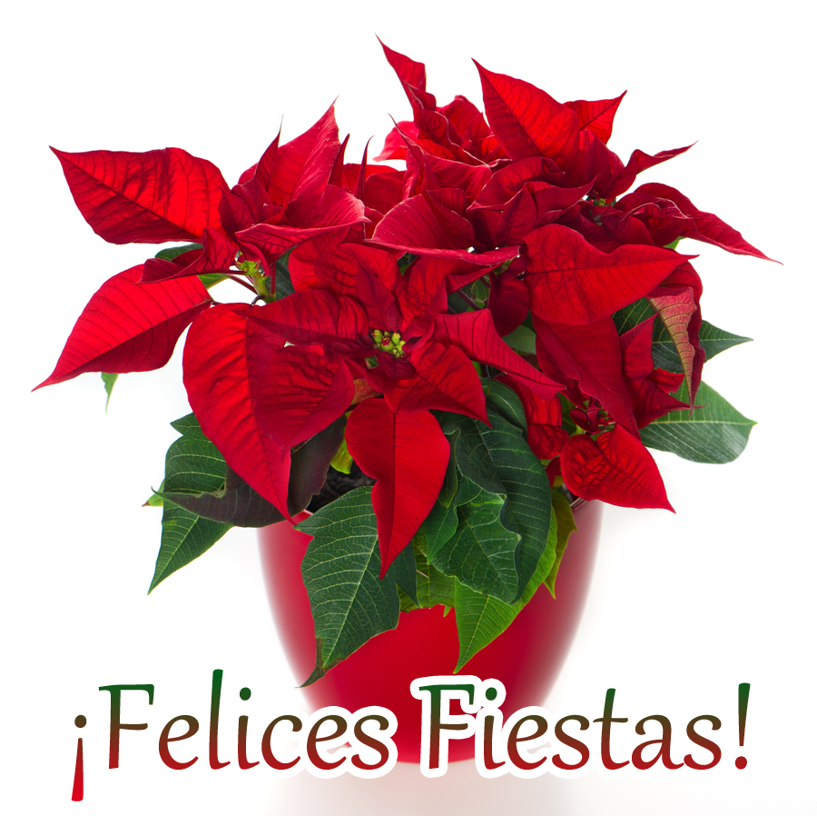 Detalle para estas navidades BANCO DE IMÁGENES GRATIS: 20 imágenes de Nochebuenas, flores de Navidad