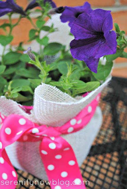 Dress Up a Plant in a Plastic Pot (Teacher Gift), from Serenity Now