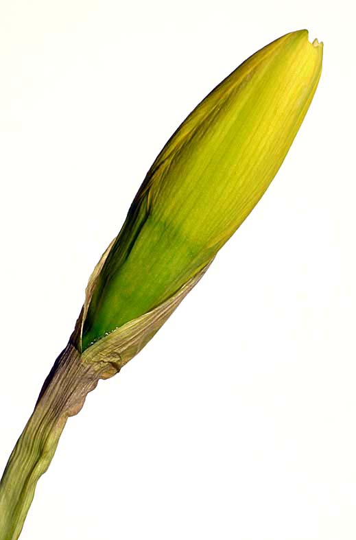 A Digital Botanic Garden Beautiful buds