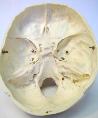 El interior de la calavera