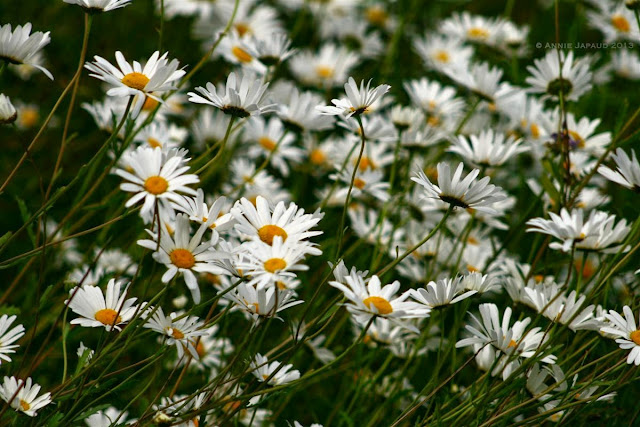 daisy ruin, Oughterard © Annie Japaud Photography  