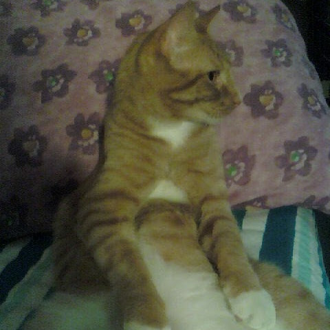 The Fuzz- Part 2- Dandy