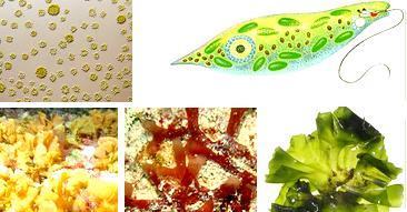 Pengertian Protista, Ciri-Ciri, dan Jenis-Jenisnya | Artikelsiana