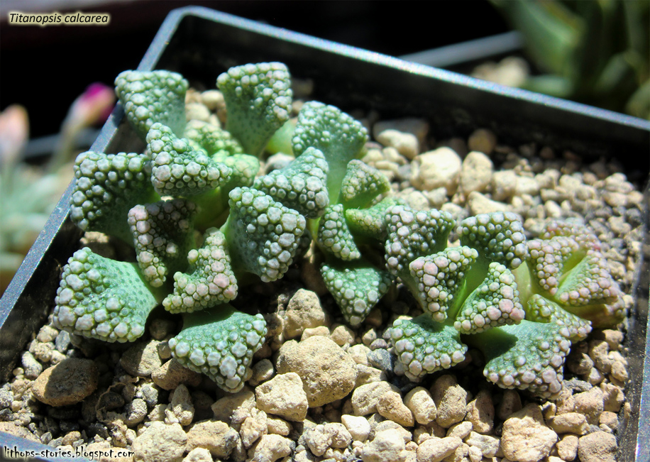 Titanopsis+calcarea_108.jpg