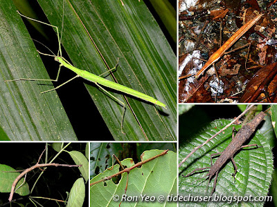 Leaf & Stick Insects (Order Phasmatodea)