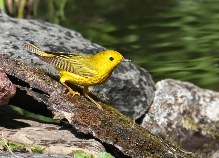 Saskatchewan Birds, Nature and Scenery