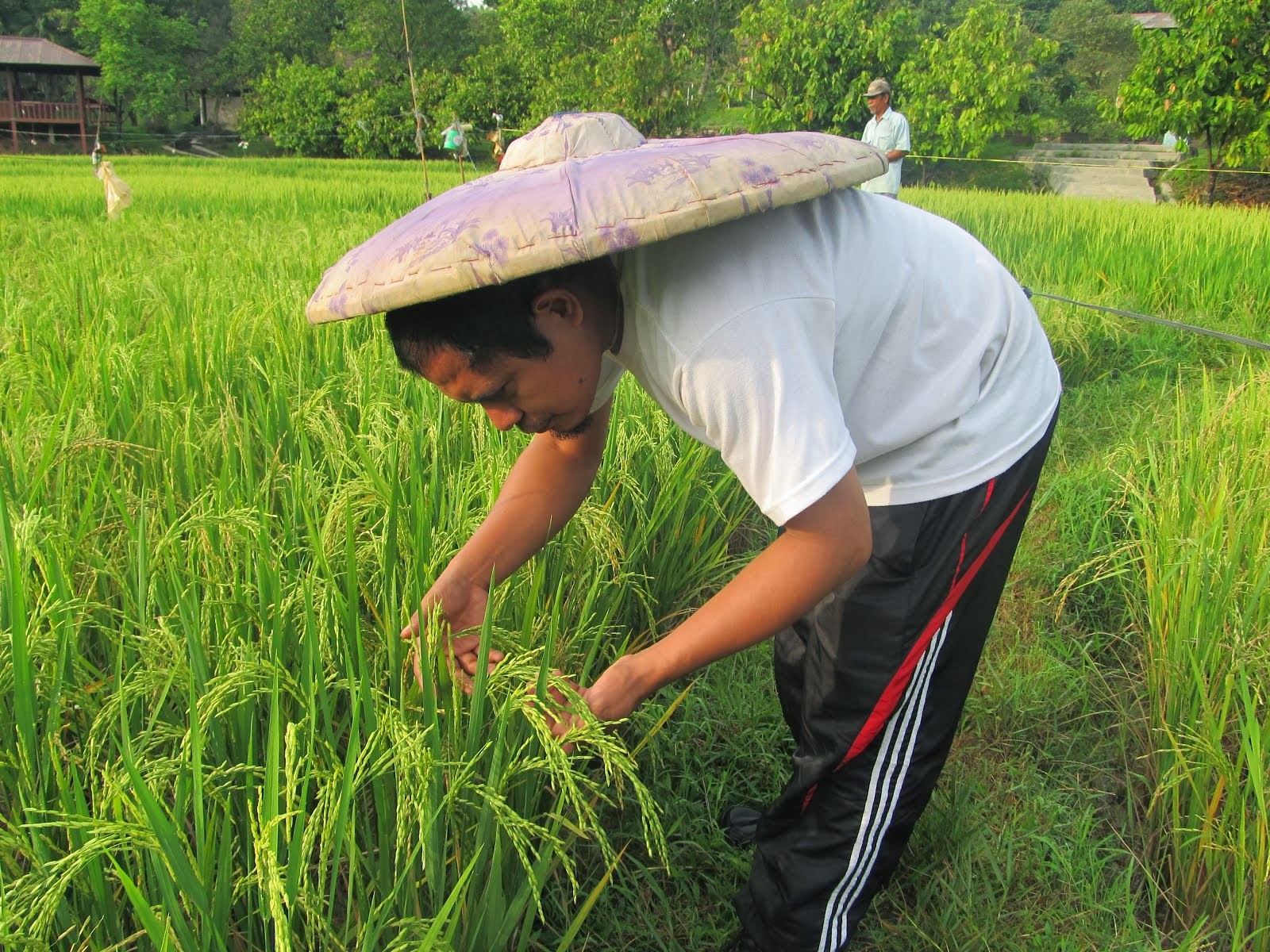 ANAK PETANI