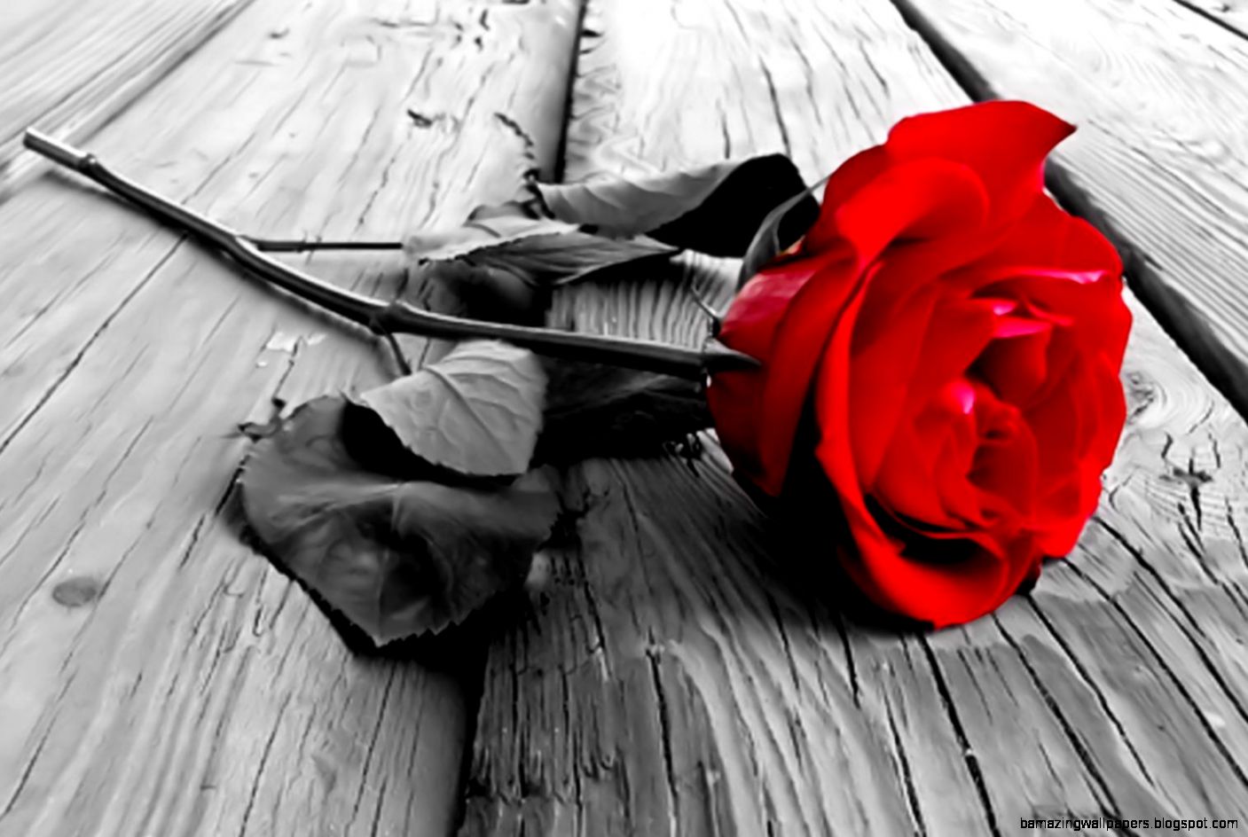 Black and White Red Rose on Pinterest Red Roses Color Splash Black and White Red Rose on Pinterest Red Roses Color Splash
