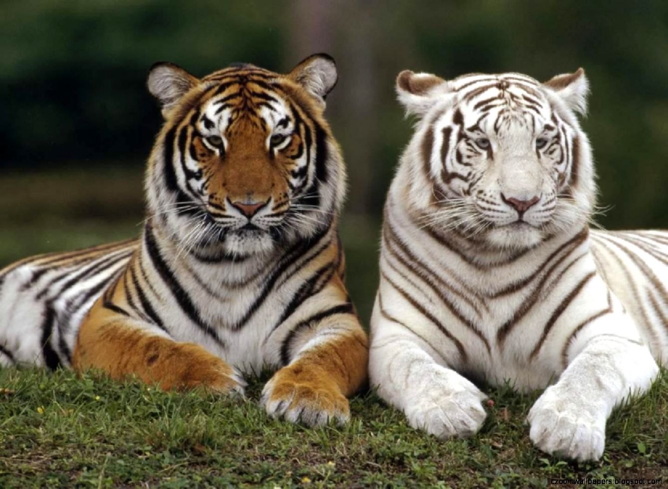 White albino Bengal tiger and normal orange colored Bengal tiger White albino Bengal tiger and normal orange colored Bengal tiger