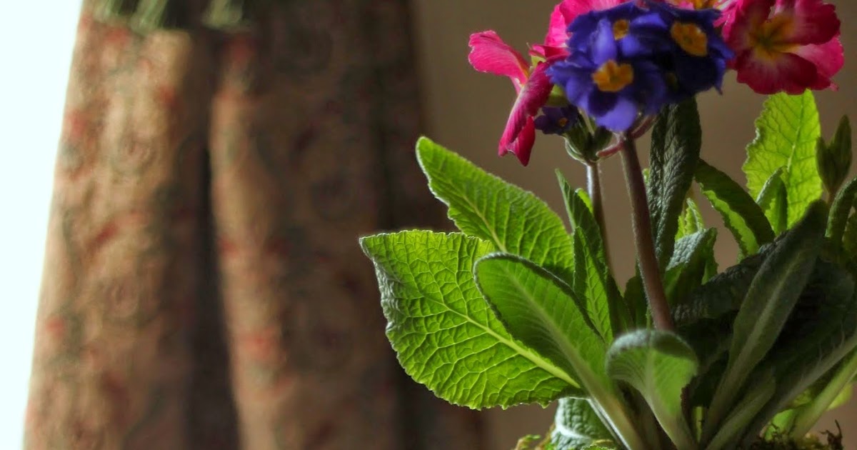 The Charm of Home Primrose Tea