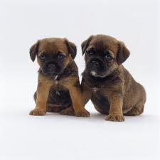 Boxer Terrier Puppy