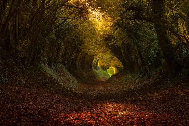 Beautiful World The Most Beautiful Tunnels of Trees From Around the World