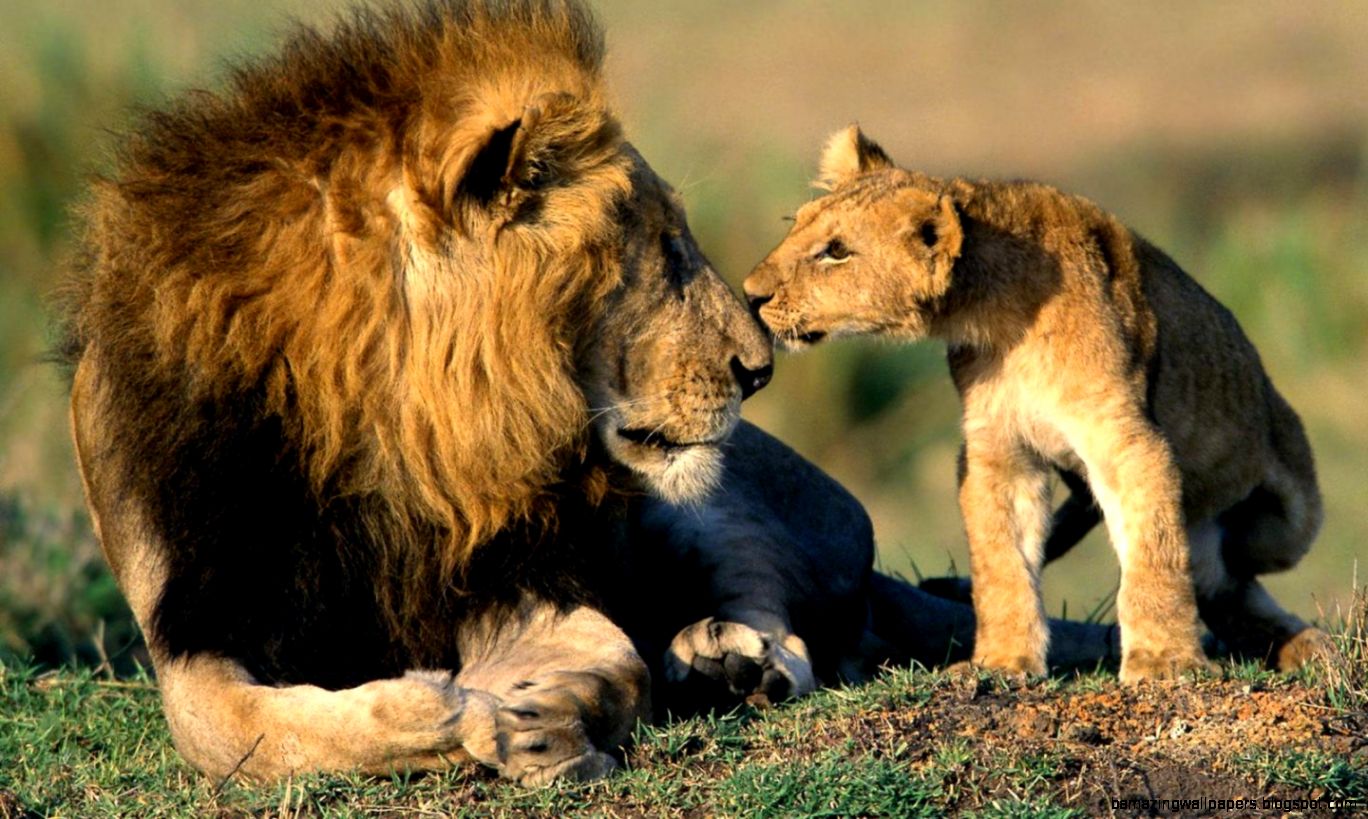In Africa, the king of animals did not let tourists into the toilet In Africa, the king of animals did not let tourists into the toilet