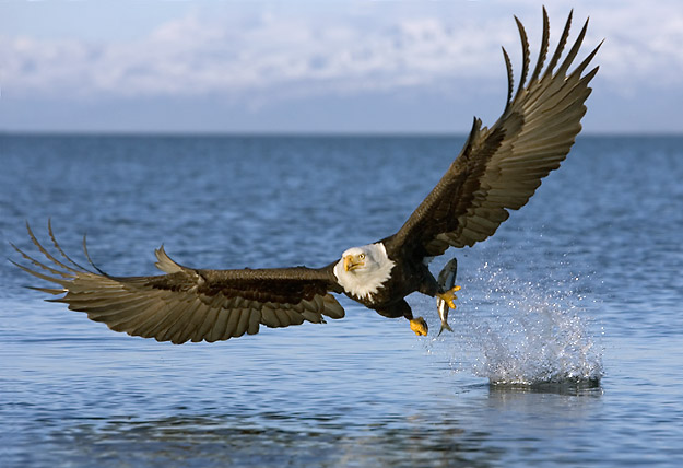 Eagle Fly