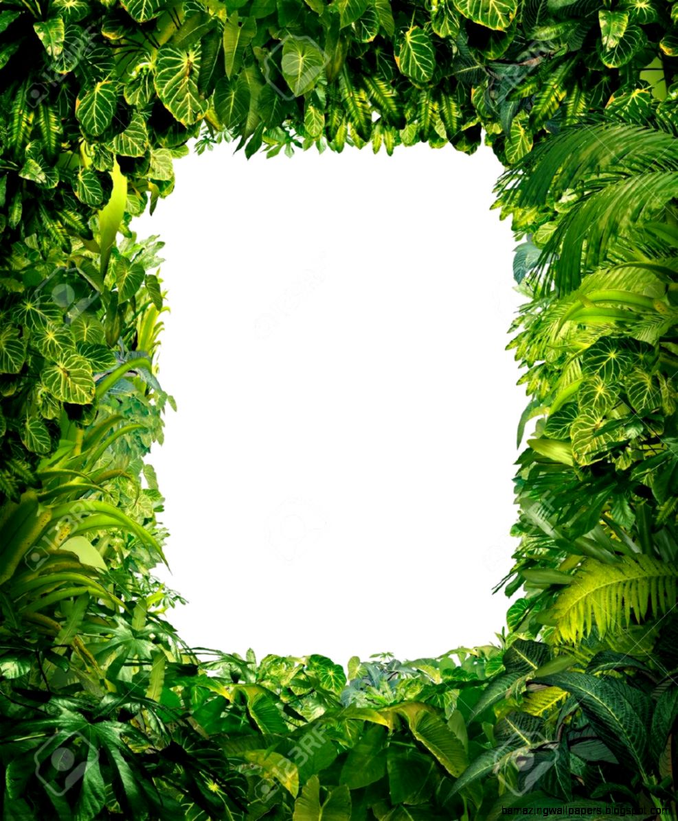 Jungle Border Blank Frame With Rich Tropical Green Plants As Jungle Border Blank Frame With Rich Tropical Green Plants As