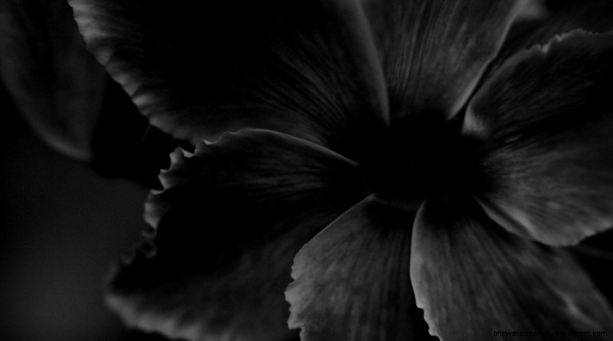 Black Flowers 6944307 Black Flowers 6944307