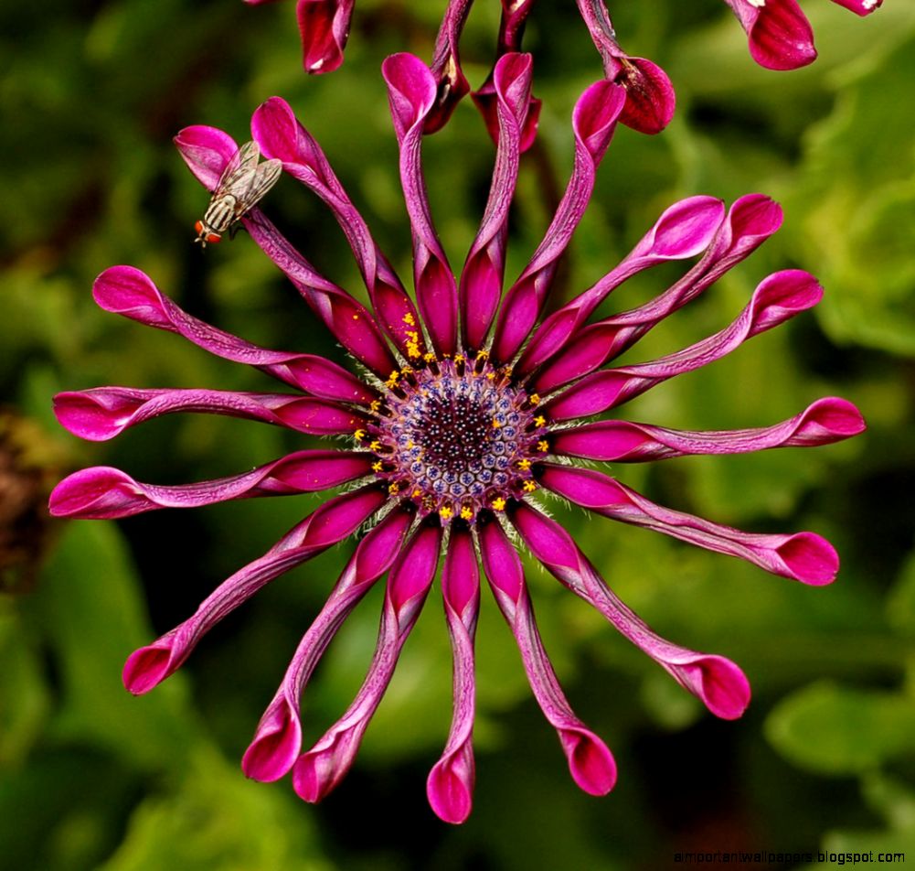 FileOsteospermum Flower Power Spider Purple Fly 1690px FileOsteospermum Flower Power Spider Purple Fly 1690px