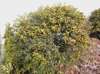 Cultus Bay Nursery Berberis Corylopsis Osmanthus Phsocarpus