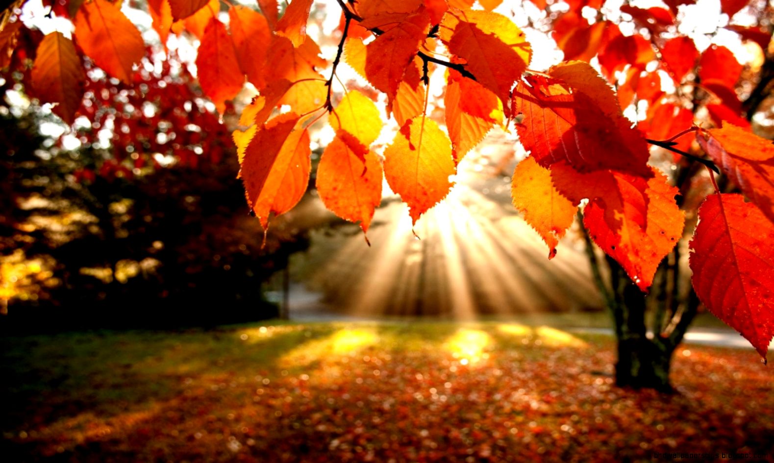 Fall Leaves in the Sun Light widescreen wallpaper Wide Fall Leaves in the Sun Light widescreen wallpaper Wide
