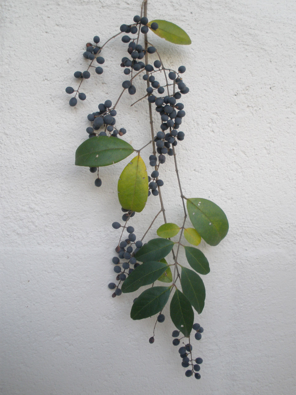 Mariette S Back To Basics Birdie Berries In Our Wood Garden