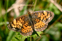 Pearl Crescent Butterfly