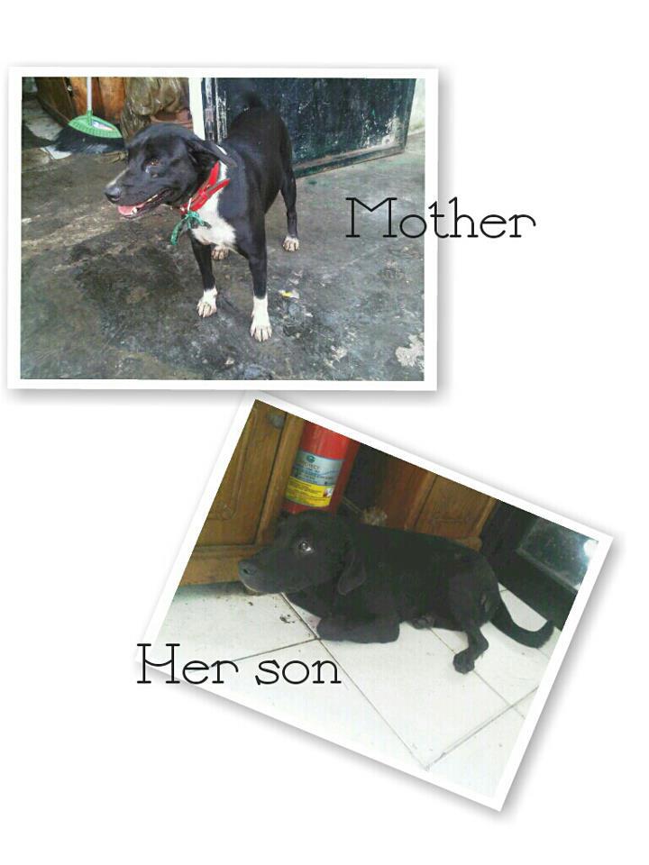 Adopsianjing Com Kasus Muara Baru 2 Anjing Membutuhkan Foster