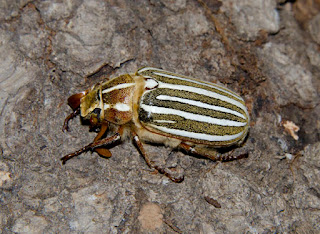 Ten-lined%2BJune%2BBeetle%2BPolyphylla%2Bdecemlineata%2Br600.jpg