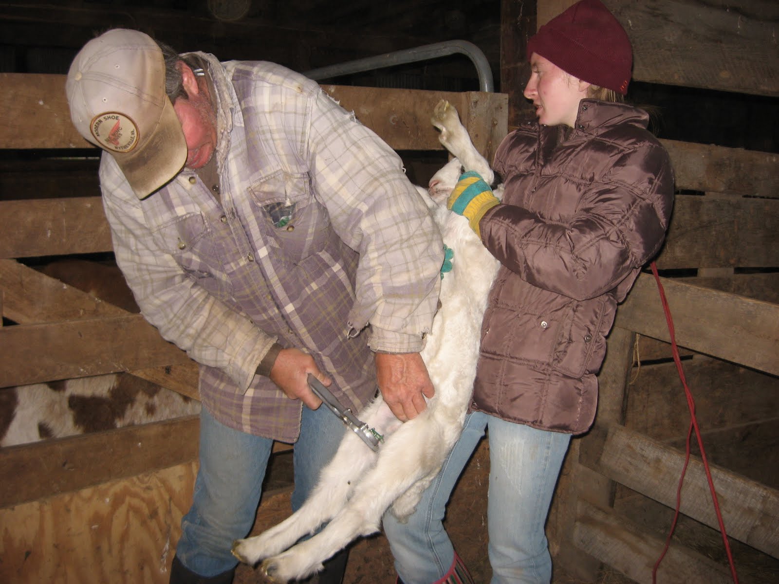 4R Ranch Banding and Bite Wounds