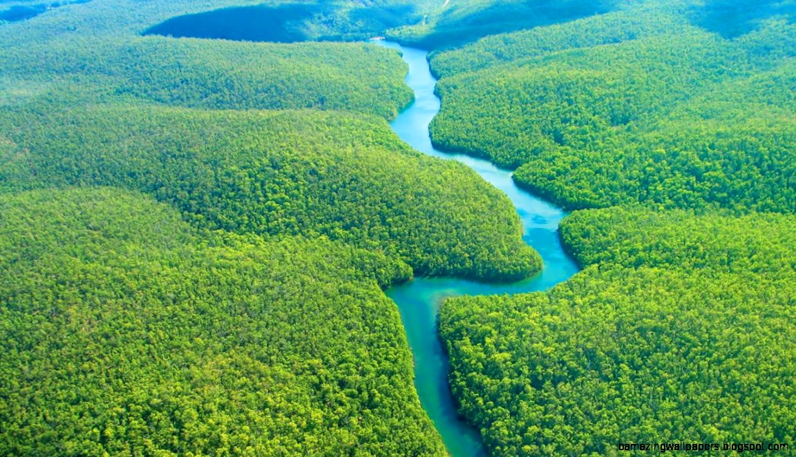 Feel the Rainfall of Leaves in Amazon Rain Forest Found The World Feel the Rainfall of Leaves in Amazon Rain Forest Found The World