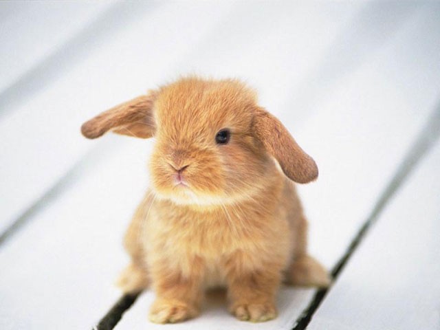 baby rabbits cute