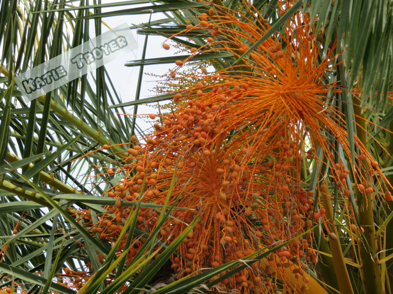 Project 365 48 Pineapple Palm