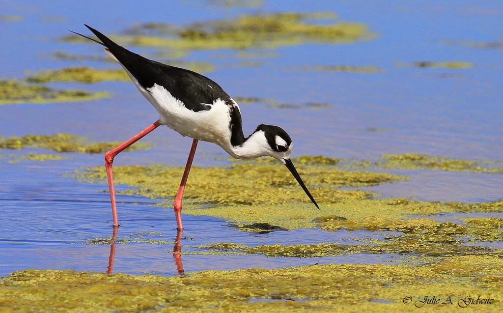 Birding Is Fun! The Birds of Celery Fields