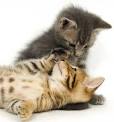 Cute kittens!