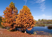 Most people think we have summer all year long in Florida. (floridafall )