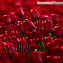 Lovely Red Roses Good Evening Wishes Greeting Card Images