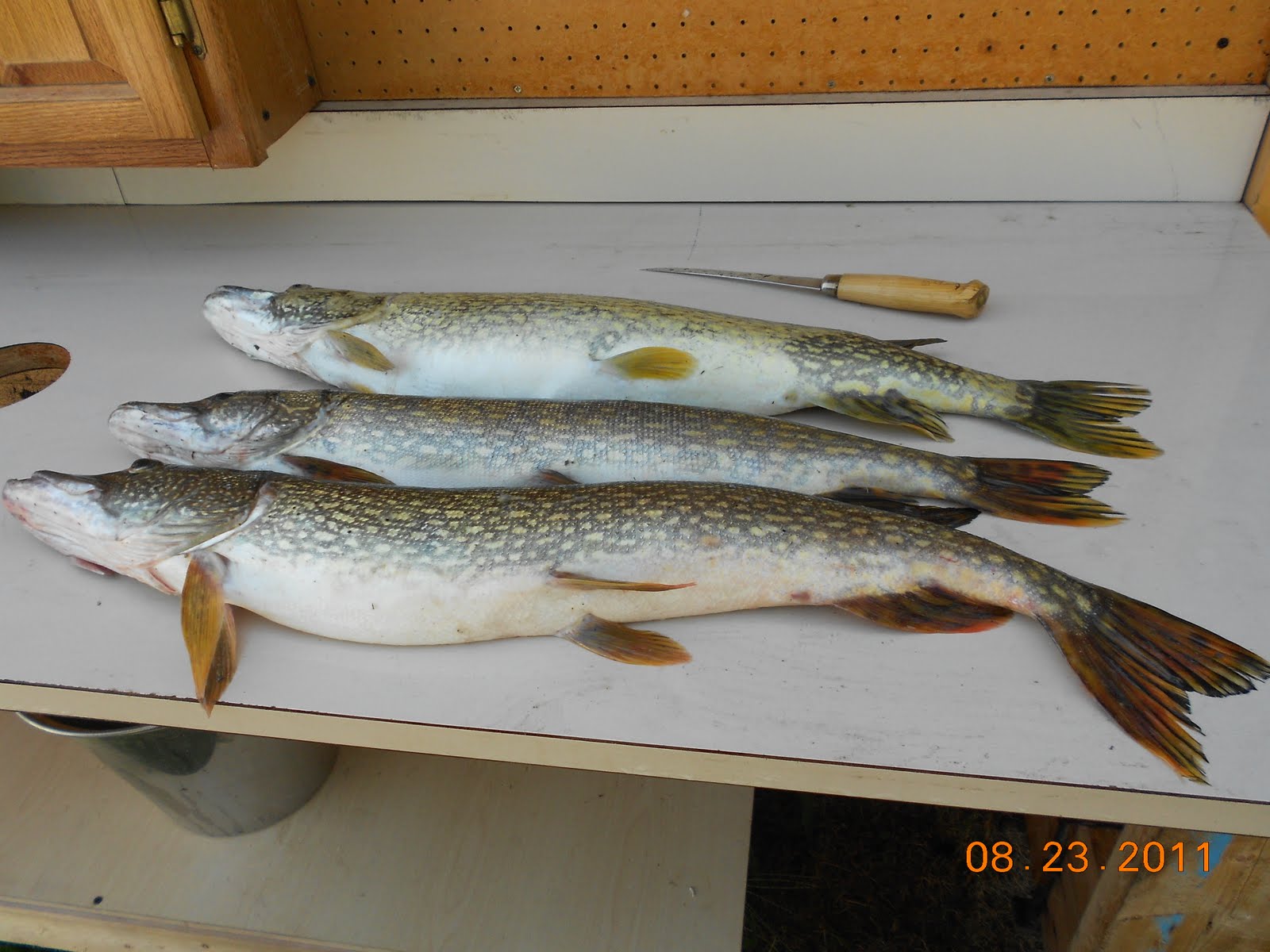 Retired Nature Weaver Northern Pike Y Bones