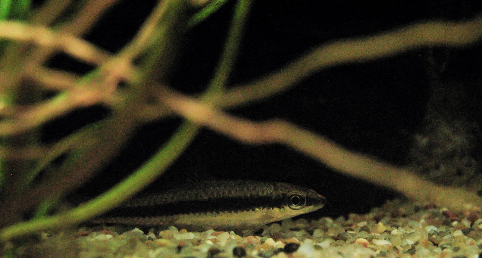 Siamese-Algae-Eater