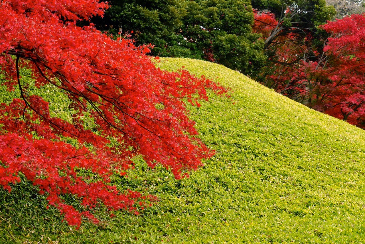 Koishikawa Kōrakuen Gardens, 小石川後楽園, 紅葉