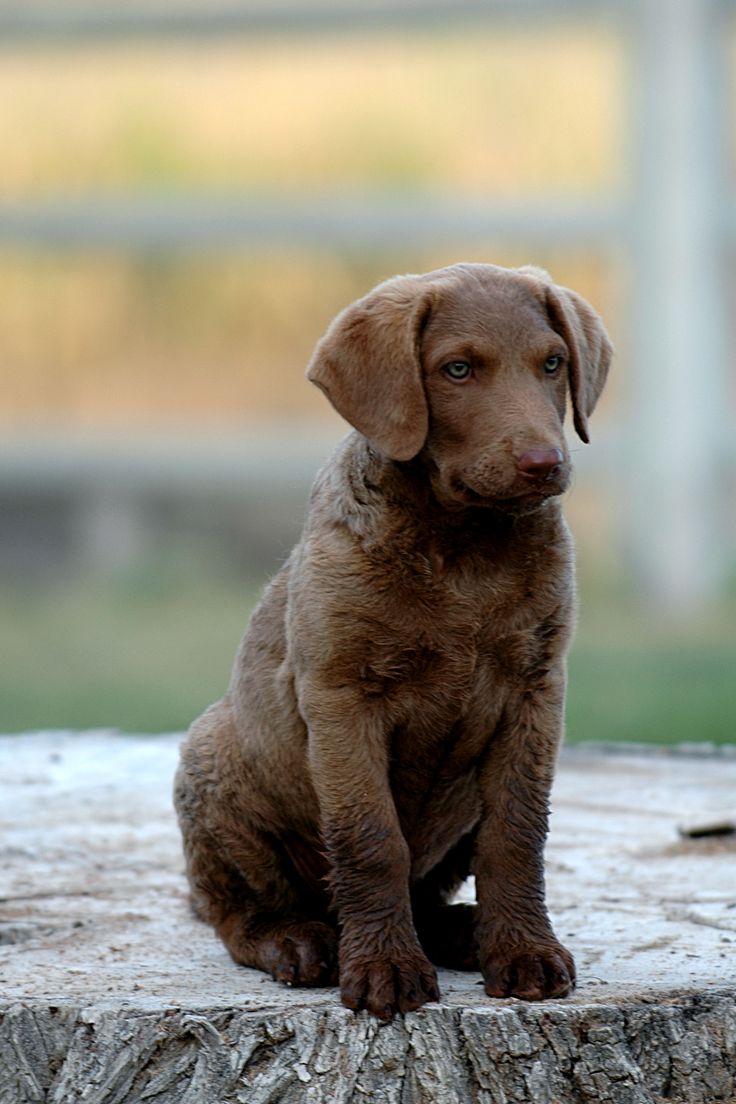 Pet's We Love 10 of the Most High Energy Dog Breeds