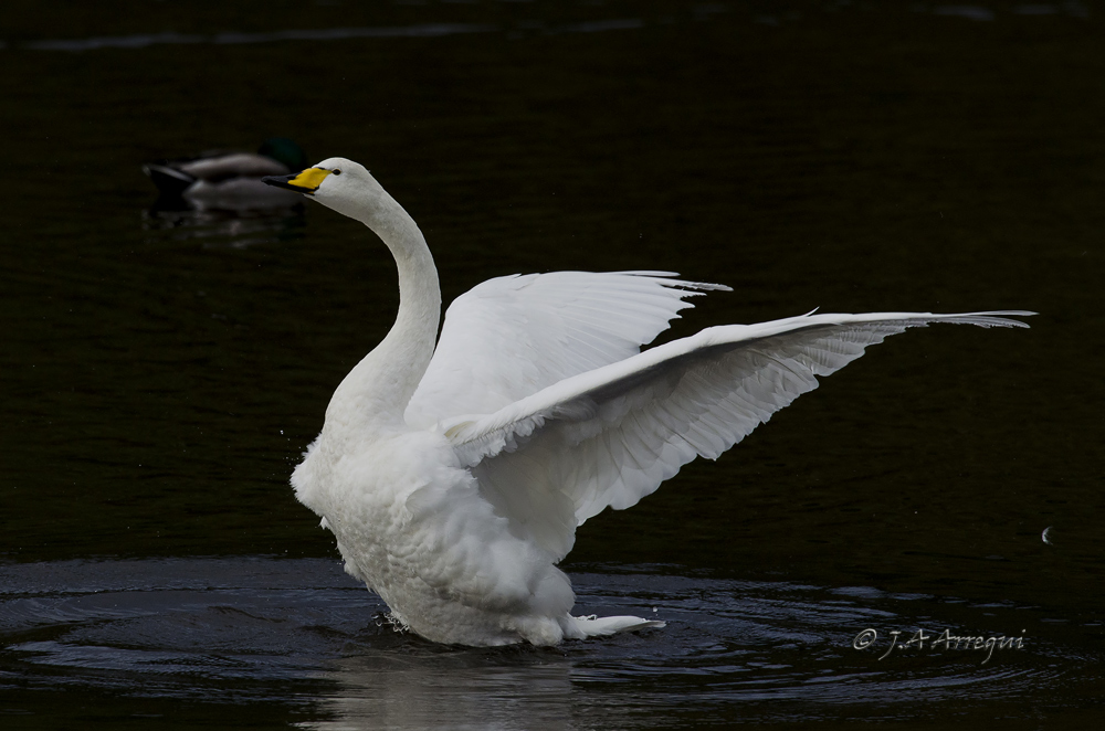 Cisne cantor, Cygnus cygnus, Whooper Swan Cisne cantor, Cygnus cygnus, Whooper Swan