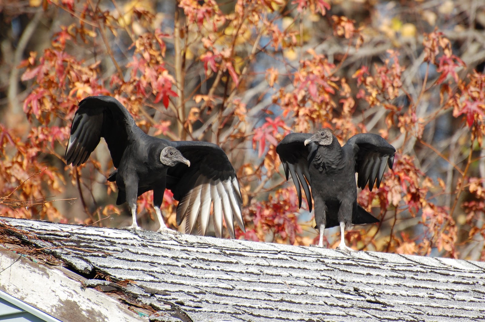 Urban Wildlife Guide Ponies and Vultures
