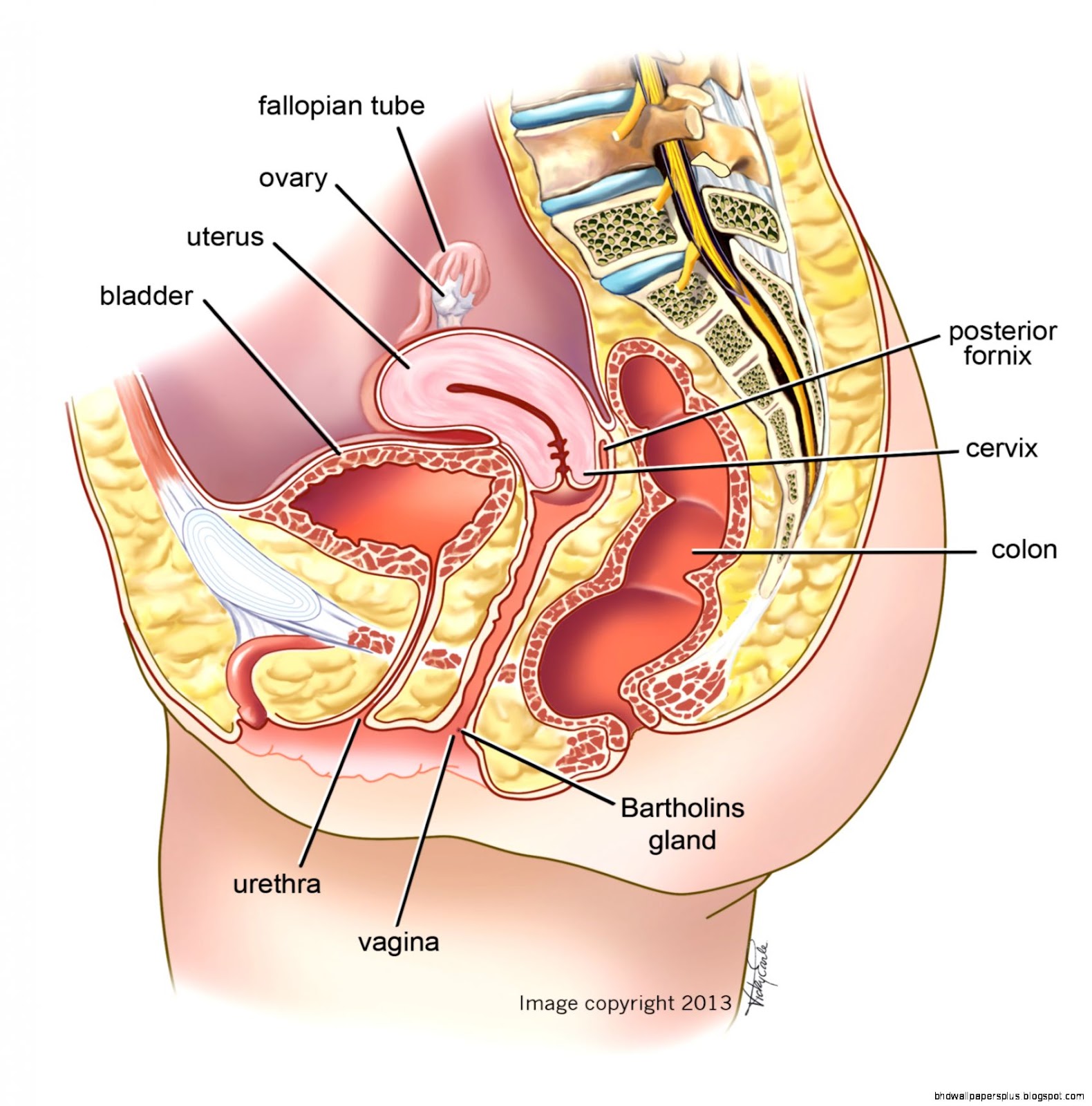 Female Anatomy Side View Female Anatomy Side View