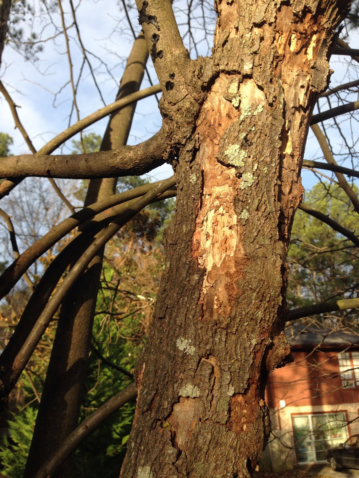 Crabapple LandscapExperts Winterkill Trace a Branch to Determine if