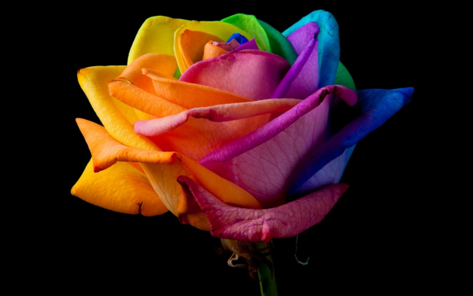 Rainbow Rose | Hd Desktop Wallpaper