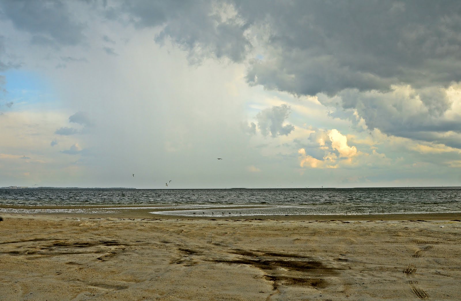 Dina's City Wildlife Adventures Rain on Gandy beach